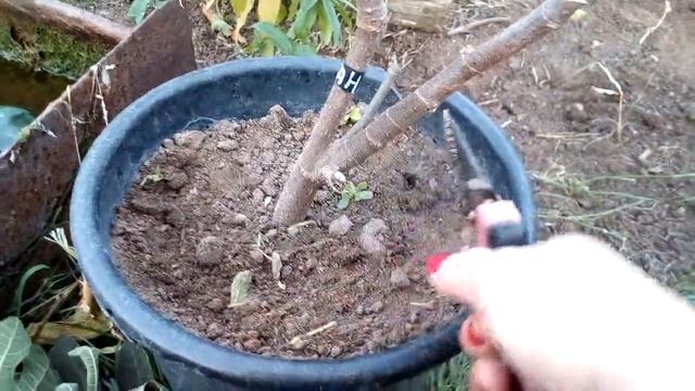 Обрезка инжира в кадках. смотреть онлайн