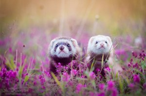 Хорьки милота на позитиве