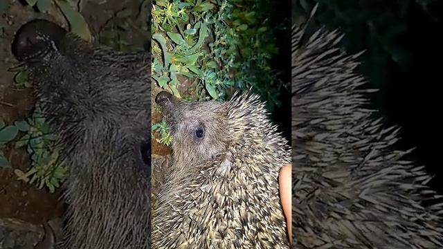 Живой ежик смотреть онлайн