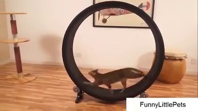 Коты в хорошой спортивной форме смотреть онлайн