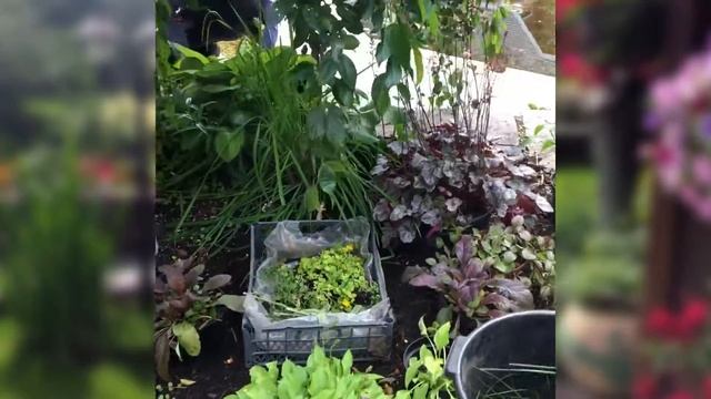 Реконструкция прибрежной зоны водоема смотреть онлайн