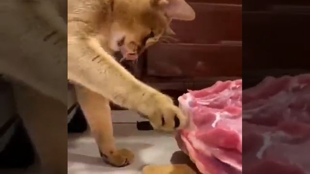 Абиссинский кот пытается украсть мясо