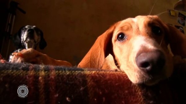 Стриженная персидская кошка пришла греться к собакам  Sheared Persian cat came to warm up to the do