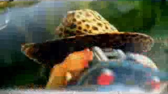 who let the dogs out but it's extremely low quality смотреть онлайн