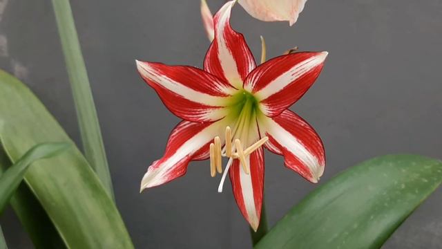 AMARYLLIS SANTIAGO #гиппеаструм #amaryllis #hippeastrum