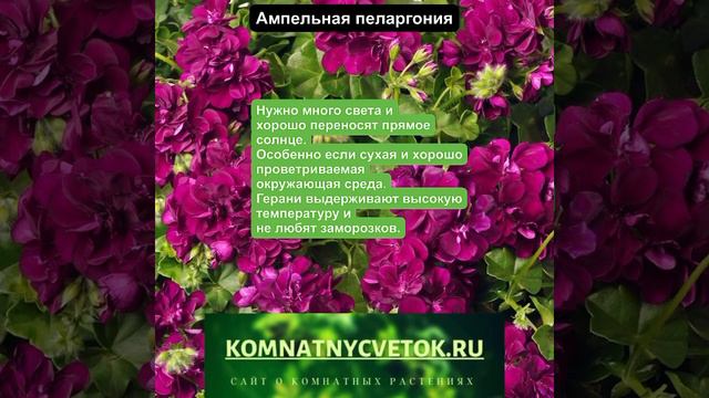 Пеларгония ампельная смотреть онлайн