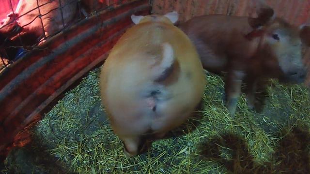 рокировка поросят.... Машка переехала на.... ПМЖ. смотреть онлайн