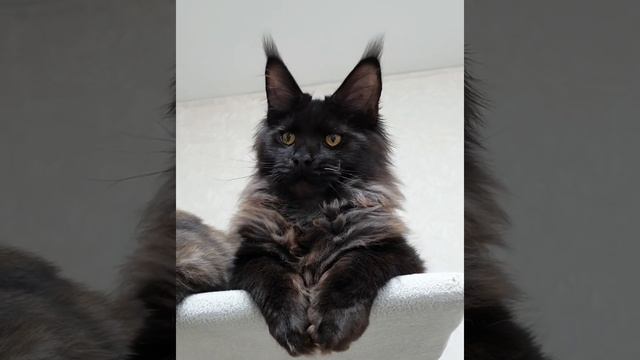 Ну какие секреты красоты? Генетика ?❤ Егерь - котик породы Мейн-кун окрас чёрный дым (5 месяцев) смотреть онлайн