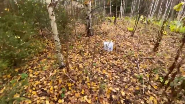 ЗОЛОТАЯ ОСЕНЬ Сбор грибов в октябре смотреть онлайн