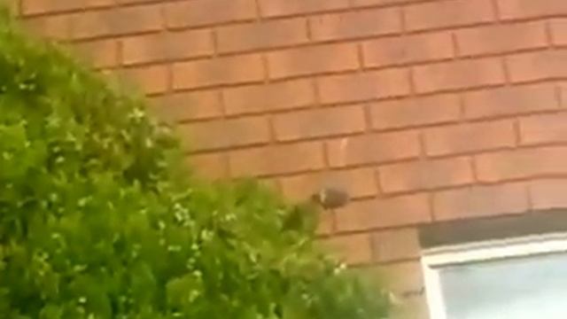 Δέκα παπαγάλοι (Λουμίδη)γελούν και ..συζητουν μαζί μου!! смотреть онлайн