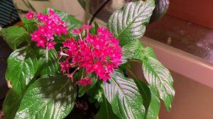 3 ПРАВИЛА для ВЫРАЩИВАНИЯ ПЕНТАСА дома и в саду. ПОСАДКА рассады и УХОД. смотрите результат