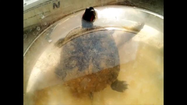 Ноги,ноги...Главное хорошое настроение и ритм..сердца! смотреть онлайн