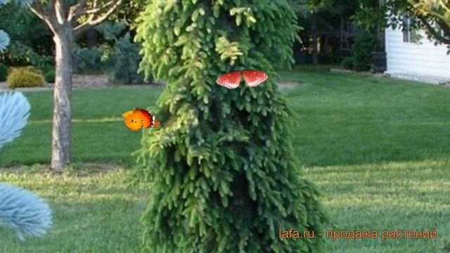 Ель сербская Пендула (picea omorica pendula bruns) ? Пендула обзор: как сажать, саженцы ели Пендула смотреть онлайн