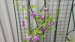 СУПЕР Клематис ТАЙГА! ОБЯЗАН быть в каждом саду !!!