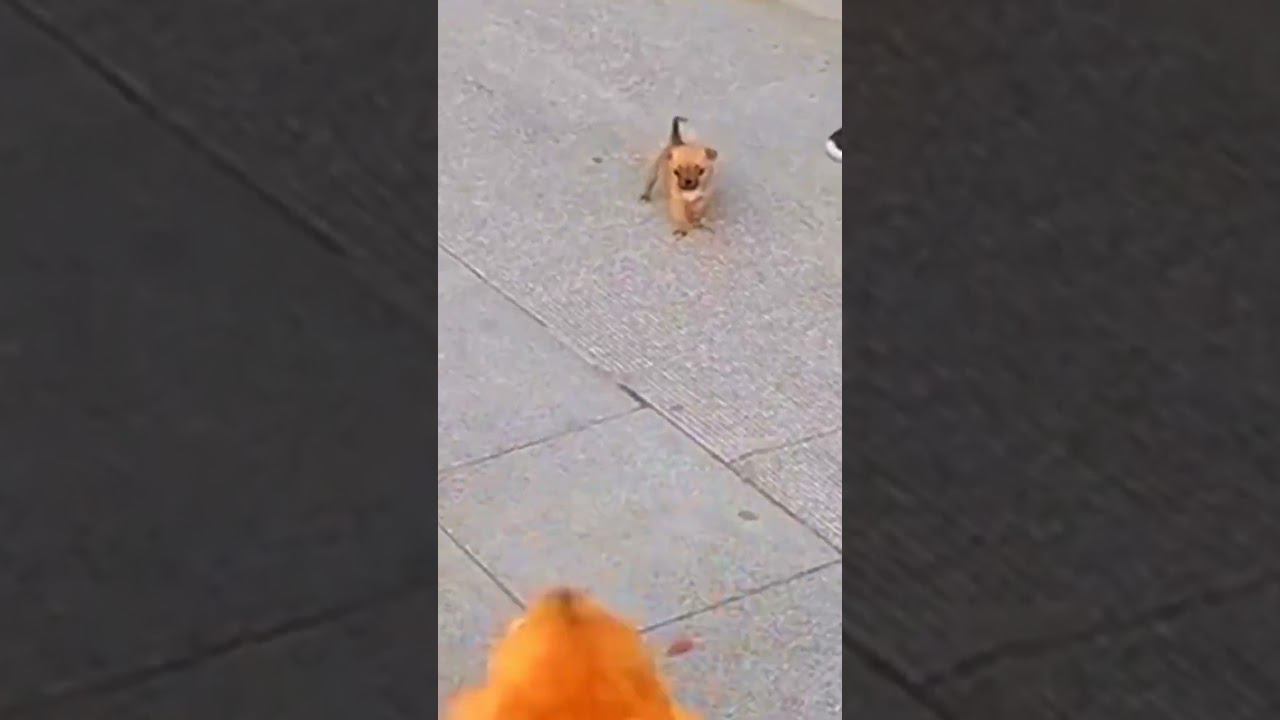 Я злой и страшный серый волк ))) смотреть онлайн