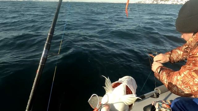 МОРСКАЯ РЫБАЛКА С ПОДПИСЧИКОМ В БАРЕНЦЕВОМ МОРЕ. ТРЕСКА 2022.