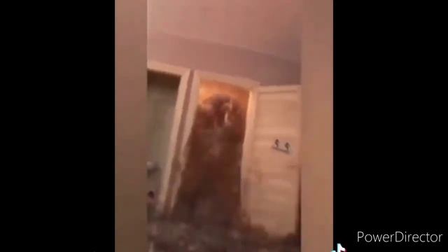 Унитаз взорвался! (мемный тупица) смотреть онлайн