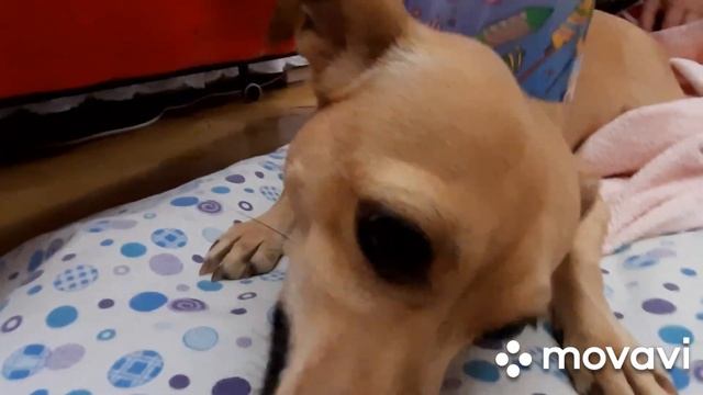 ВЛОГ / ПРАЗДНИК СВЯТОЙ ПАСХИ в кругу Дружной Семьи! ДЕНЬ РОЖДЕНИЕ ДЖЕССИ! И ОТКРЫТИЕ КАНАЛА! смотреть онлайн