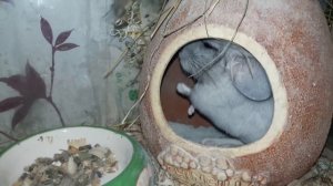 Шиншилла! Ее особенности и отличия от других грызунов! Как ухаживать за Шиншиллой!