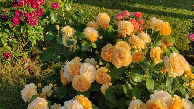 Rose Anisade or Julia's child смотреть онлайн