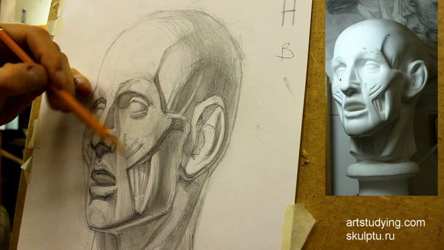 Рисунок экорше головы, 4 часть смотреть онлайн