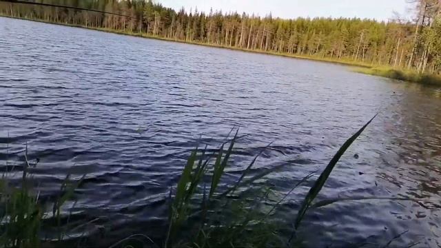 #ЛОВЛЯ ОКУНЯ НА СПИННИНГ#ВЕЧЕРНИЙ КЛЕВ# смотреть онлайн