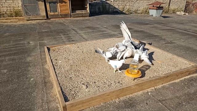 турчата с 4-го вывода, после перепаровки. смотреть онлайн