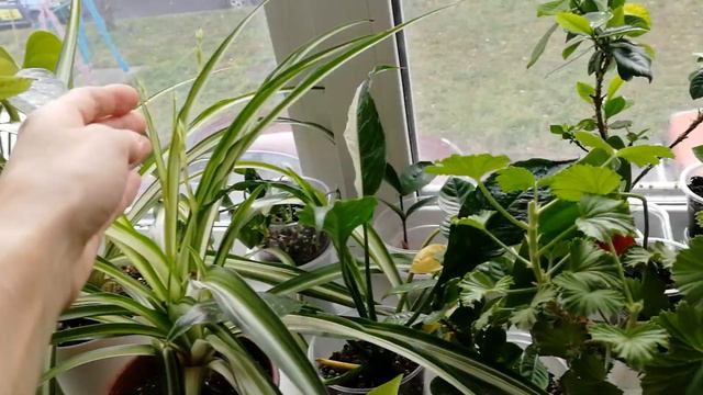 комнатные растения. смотреть онлайн