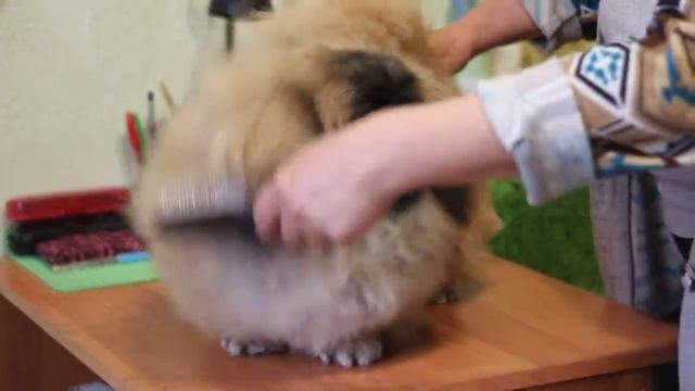 Пекинеса щенка с родословной продам, девочка 7 месяцев смотреть онлайн