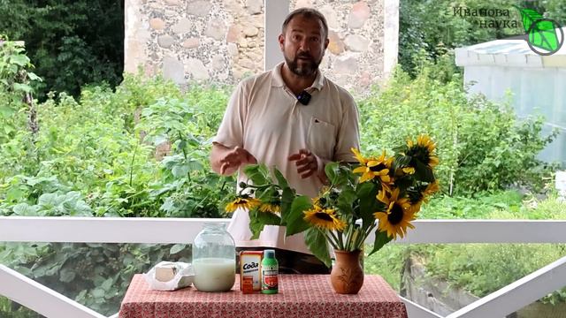 18 - ОГУРЦЫ ОЖИВУТ, ЗАЗЕЛЕНЕЮТ и БУДУТ ДАВАТЬ УРОЖАЙ БЕЗ ОСТАНОВКИ! Лечение огурца от болезней смотреть онлайн