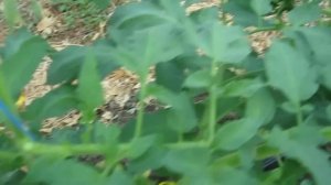 Гибрид томата Государь F1