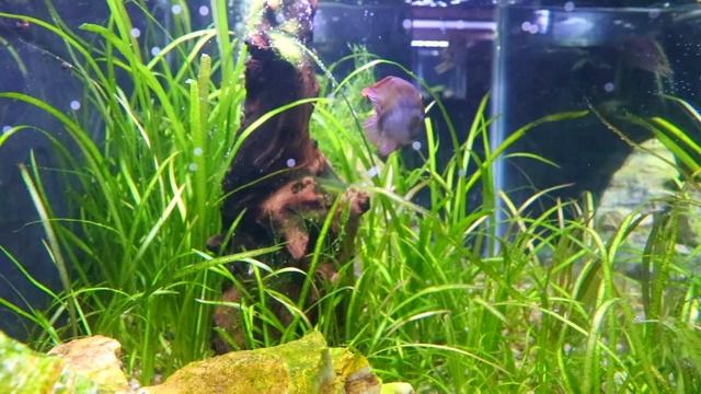 Cryptoheros sajica Care and Breeding смотреть онлайн