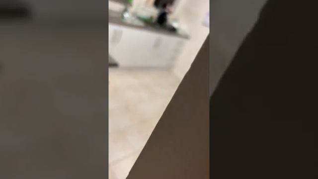 Как отучить кота прыгать на стол смотреть онлайн