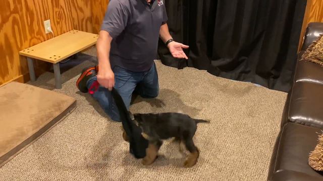 Airedale Puppy "Beau" 11 Wks Personal Protection Dog Evaluation & Testing For BAB Program @ PDS смотреть онлайн