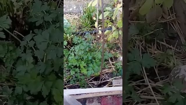 Лёгкий грибной суп из шампиньонов/Свёкла на любителя...