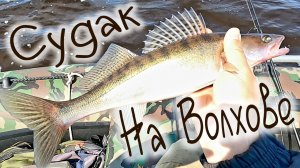 Судак река Волхов , zander Volkhov river