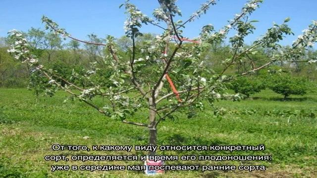 С нетерпением ждем первого урожая — когда клубника начинает плодоносить после посадки смотреть онлайн