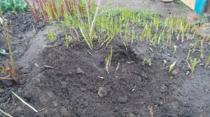 Как Размножить Пионы Весной 20.04.21.Как Из Одного Куста Пионов Получить 8. Reproduction of Peonies