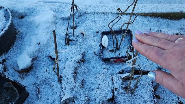 Гортензии и хвойные зимой .Обзор участка .Соседский мерзавец " смотреть онлайн