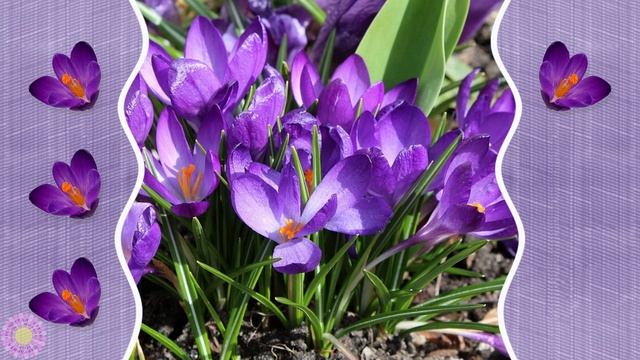 Стиль - Первые весенние цветы смотреть онлайн