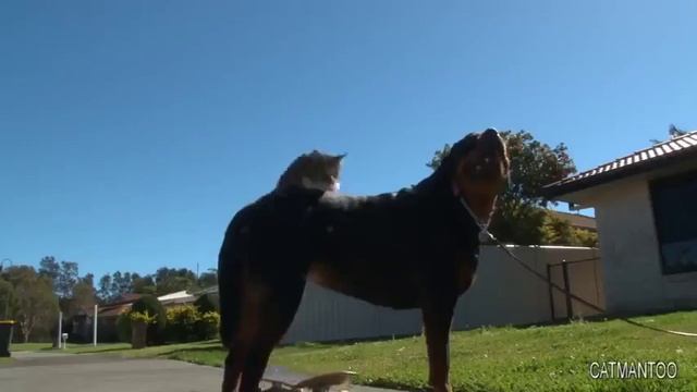 Вот кто угнал мой скейт смотреть онлайн