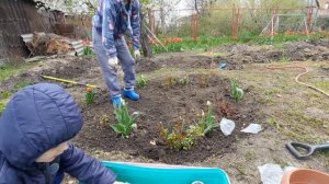 посадка тюльпанов в апреле.  приживутся или нет?