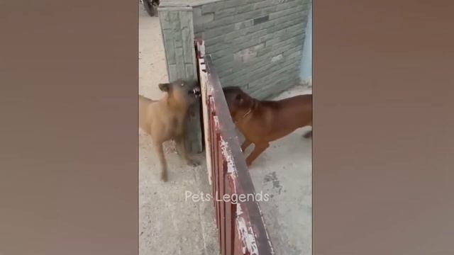 Смешное видео про животных Funniest Animals 2023 New Funny Cats and Dogs Videos смотреть онлайн