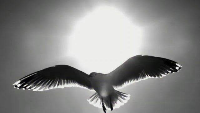 Красивая еврейская песня...