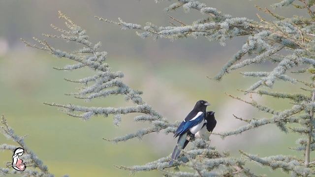 ♫ Музыка в ночное время для беременных ❤ Расслабляющая успокаивающая музыка для беременных ♫ смотреть онлайн