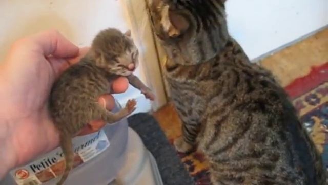 Big Tabby Cat Meets Baby Tabby смотреть онлайн