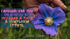 Гималайский мак (меконопсис): посадка и уход в открытом грунте.?