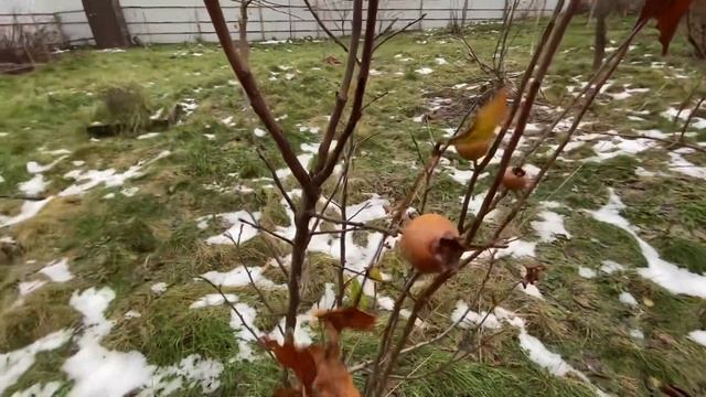 Мушмула германская. 26 ноября 2022. Самарская область смотреть онлайн