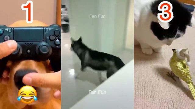 Самые Смешные Котики и Собаки 🐱🐶 Смешные Животные 2023 😂 Часть 2 смотреть онлайн