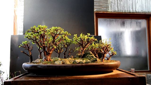 Pruning My Portulacaria afra Bonsai Forest, March 2019 смотреть онлайн